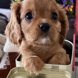Trooper - Ruby male Cavalier King Charles Spaniel puppy in Queen Creek, Arizona from Andresen's Cavaliers