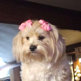 Teddy - Morkie