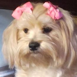Teddy - Morkie