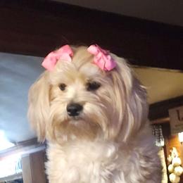 Teddy - Morkie