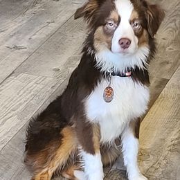 Boy 1 - Toy Australian Shepherd puppy in Rockwell City, Iowa from Twin Lakes Ridge Farm