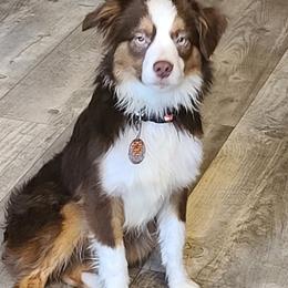 Boy 1 - Toy Australian Shepherd puppy in Rockwell City, Iowa from Twin Lakes Ridge Farm