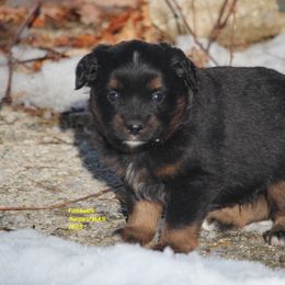 Kit Fisto - Black tri male Miniature American Shepherd puppy in Hillsdale, Michigan from Faithwalk Aussies and Mini American Shepherds