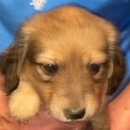 Dachshunds from Dachshunds of Katy