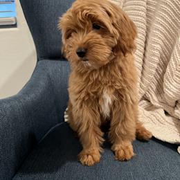 Boy 2 - male Goldendoodle puppy in Mesa, Arizona from Twinkle MiniDoodles