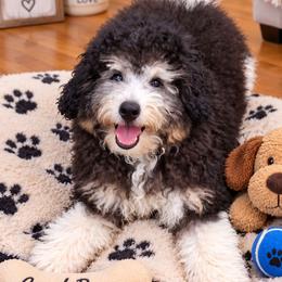 Bentley - Tri-color male Bernedoodle puppy in Clermont, Florida from Sammy's Puppies