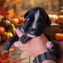 Lecter (boy) - Brindle male Boxer puppy in Red Boiling Springs, Tennessee from Silver Rain