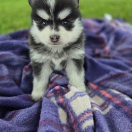 Valley - Black and white male Pomsky puppy in Mc Callsburg, Iowa from SZ Rolling Acres LLC
