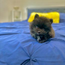 Pomeranian Puppies from Premium Poms