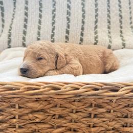 Boy 1 - Apricot male Goldendoodle puppy in Valley Farms, Arizona from Gall’s Doodle Ranch
