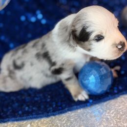 Cupid - Blue merle female Miniature Australian Shepherd puppy in San Tan Valley, Arizona from Jaylee's Miniature Australian Shepherds