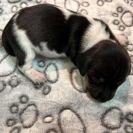 Oscar - Black and tan male Dachshund puppy in Park Hills, Missouri from Ozark Miniature Dachshunds