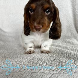 Dachshund Puppies from 2 Knights Doxies