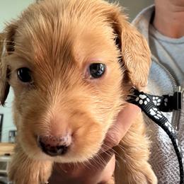AKC Black collar - Red male Dachshund puppy in Grand Valley, Pennsylvania from Dachshunds on the Hill