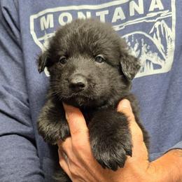 Charger - Carbon Fiber boy - Black male Shiloh Shepherd puppy in Charlo, Montana from IdleWilde Shilohs
