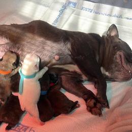 Lilly - Fawn female French Bulldog puppy in Reading, Pennsylvania from Roxy & Co.