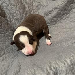 Boy 2 - Red male Border Collie puppy in Centerville, Washington from Forthright Farms