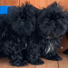Shih Tzus from Constellation Exotics