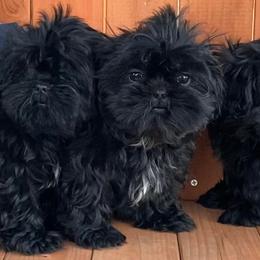 Shih Tzus from Constellation Exotics