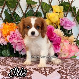 Iris - Blenheim female Cavalier King Charles Spaniel puppy in Hollywood, Florida from World Class Cavaliers