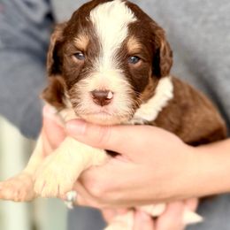 Gus - White and red male Bordoodle puppy in Eastman, Georgia from Dood B Ranch
