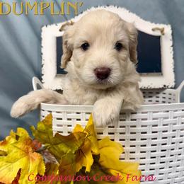 Dumplin' - Caramel cream female Labradoodle puppy in Bowman, Georgia from Companion Creek Farm