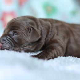 Dolly - Chocolate female Labrador Retriever puppy in Williamston, South Carolina from Dutton Dog Co & Dalla Grazia Doberman