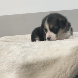 Flower - Black and tan female Pembroke Welsh Corgi puppy in Morgantown, Pennsylvania from GoldStar Corgis (License Number 18519)