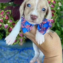 Chocolate based cream dapple piebald - Dapple male Dachshund puppy in Payette, Idaho from NT Mini Doxies