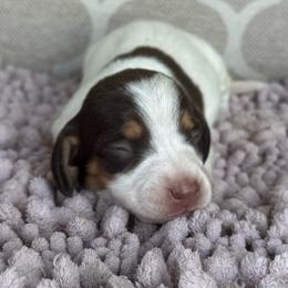 CKC Girl 2 - Piebald female Dachshund puppy in Joshua Tree, California from Desert Dreams Ranch