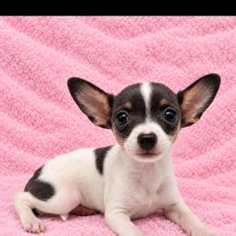 Girl 1 - Blue and white female Chihuahua puppy in Smyrna, Georgia from GeorgiasChihuahuas