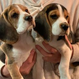 Beagles from Devana