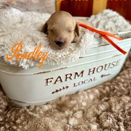 Radley - Cream male Dachshund puppy in Atwood, Oklahoma from Holder’s Doxie Farm