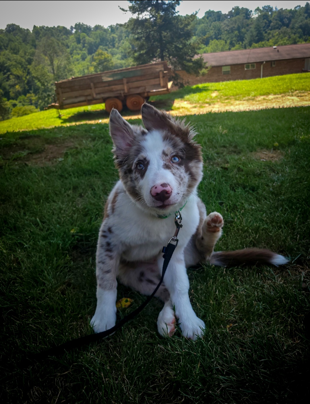 Border Collie Puppies from Wandering Meadows Farm