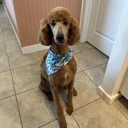 Boots - Red  male Poodle puppy in Queen Creek, Arizona from Desert Born Kennel