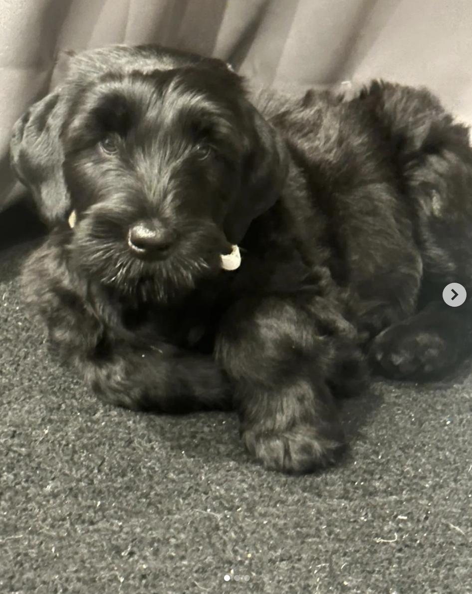 Dem Stevens Egyptian Kennel in California Black Russian Terrier and Cane Corso puppies Good Dog