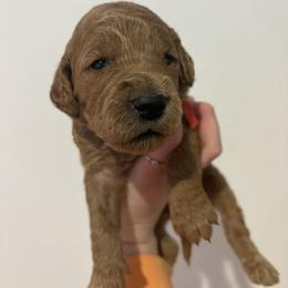 Visenya - Red  female Goldendoodle puppy in Richmond, Texas from Harper’s Heartbeats