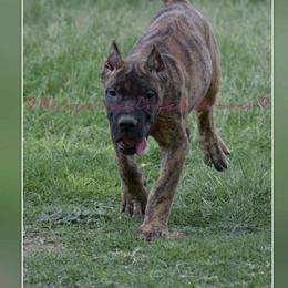 Perro de Presa Canario Puppies from Mesquite Creek Kennels