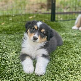 Tulip - Black tri-color female Australian Shepherd puppy in Salinas, California from AA Aussies