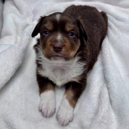 Toy Australian Shepherd puppies from Apacheblus Toy Aussies