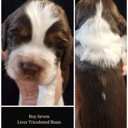 Boy 7 - Liver white and tan male English Springer Spaniel puppy in Silverdale, Washington from TimberVale Springers