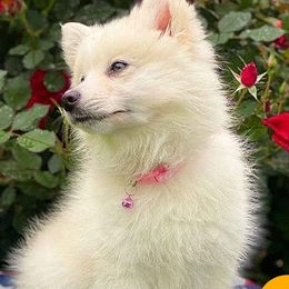 Miska - Pomsky