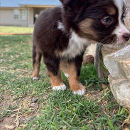 Sugar - Red tri female Toy Australian Shepherd puppy in Carlsbad, New Mexico from Carlsbad Toy Aussies