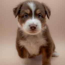 Australian Shepherd Puppies from 2 Happy Aussies