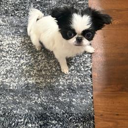 Girl 2 - Black and white female Japanese Chin puppy in San Diego, California from Itty Bittys
