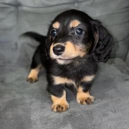 Walker (PET ONLY) - Black and cream male Dachshund puppy in Goldthwaite, Texas from Mini Mama Dachshunds