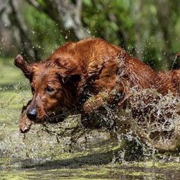 Tyger - Golden Retriever