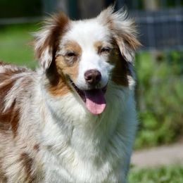 Lexie - Australian Shepherd
