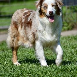 Lexie - Australian Shepherd