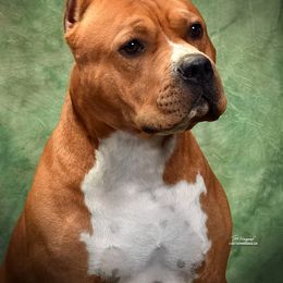 Diesel - American Staffordshire Terrier